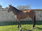 7 ans Safari d&rsquo;auge / Apache d&rsquo;Adriers 