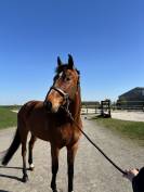 7 ans Safari d&rsquo;auge / Apache d&rsquo;Adriers 