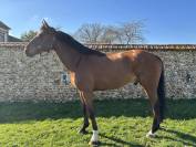 7 ans Safari d&rsquo;auge / Apache d&rsquo;Adriers 