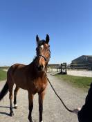 7 ans Safari d&rsquo;auge / Apache d&rsquo;Adriers 