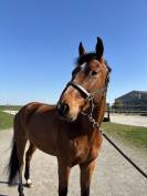 7 ans Safari d&rsquo;auge / Apache d&rsquo;Adriers 