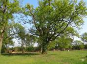 Authentique maison landaise