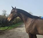 Hongre 5 ans pour LOISIR