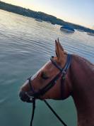 Belle jument Fm de 4 ans &agrave; vendre 