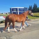 Belle jument Fm de 4 ans &agrave; vendre 