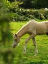 ? Pouliche palomino yeux bleus &ndash; futur cheval de sport