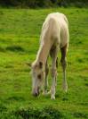? Pouliche palomino yeux bleus &ndash; futur cheval de sport