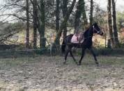 Jument id&eacute;ale Cso ou cce 