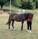 Jument id&eacute;ale Cso ou cce 