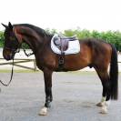 Magnifique grand cheval pour balades