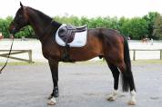 Magnifique grand cheval pour balades