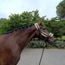 Magnifique grand cheval pour balades