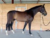 Magnifique grand cheval pour balades