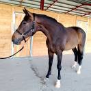 Magnifique grand cheval pour balades