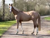 ?SUPER LOOK POUR CE HONGRE DE 5 ANS ?