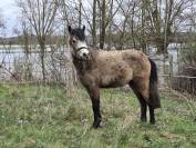 Entier PFS 3 ans taille B