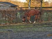 Superbe poulain BWP de dressage
