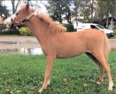 Poney miniature 