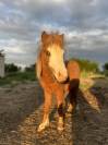 Poney miniature 
