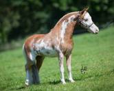 Jument Miniature Fran&ccedil;aise silver grulla