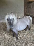 Jument Miniature Fran&ccedil;aise silver grulla