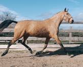 Jument PSL 4 ANS ISABELLE 