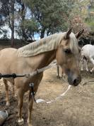 Jument 4 ans 