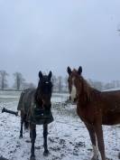 Hongre de 4 ans petit prix 