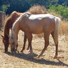Pouliche DSA Palomino