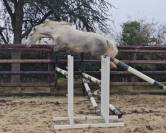 Femelle Connemara 5 ans Top origines Dexter Poetic Just