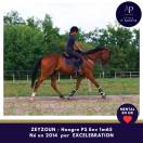 Caballo castrado Pura Sangre En venta 2014 Bayo