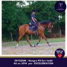 Caballo castrado Pura Sangre En venta 2014 Bayo