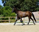 Jeune jument 100% dressage