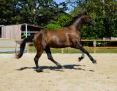 Jeune jument 100% dressage