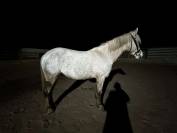 Ponette de 9 ans &agrave; vendre 