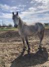 Ponette de 9 ans &agrave; vendre 