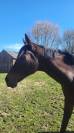 Vend jument Ciscky pour poulini&egrave;re