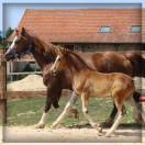 M&acirc;le Welsh cob 2025