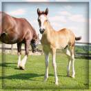 M&acirc;le Welsh cob 2025