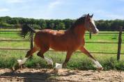 M&acirc;le Welsh cob 2025