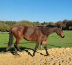 Casallo Z  belle pouliche