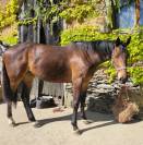 Puledra Sella Francese In vendita 2023 Baio ,  Casallo z