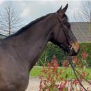 Hongre - 5 ans - BWP