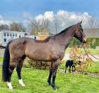 Hongre - 5 ans - BWP