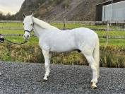 Poney &agrave; vendre 