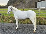 Poney &agrave; vendre 