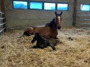 Poulini&egrave;re Zangersheide  ,8y 