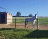 DOMAINE AM - pension chevaux dans le 26 (Dr&ocirc;me) 