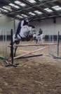 Jument 4 ans irish sport horse