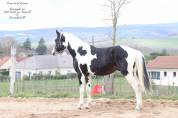 Saillie Etalon parents SF HOMOZYGOTE 